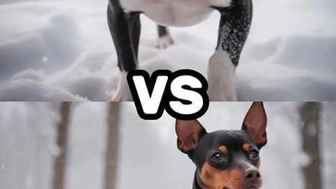 BROTHERS DOG