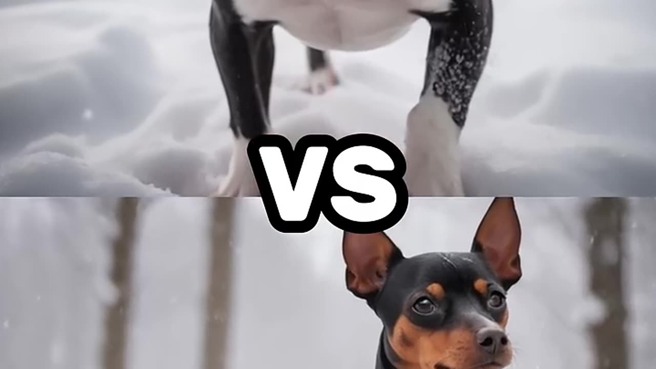 BROTHERS DOG
