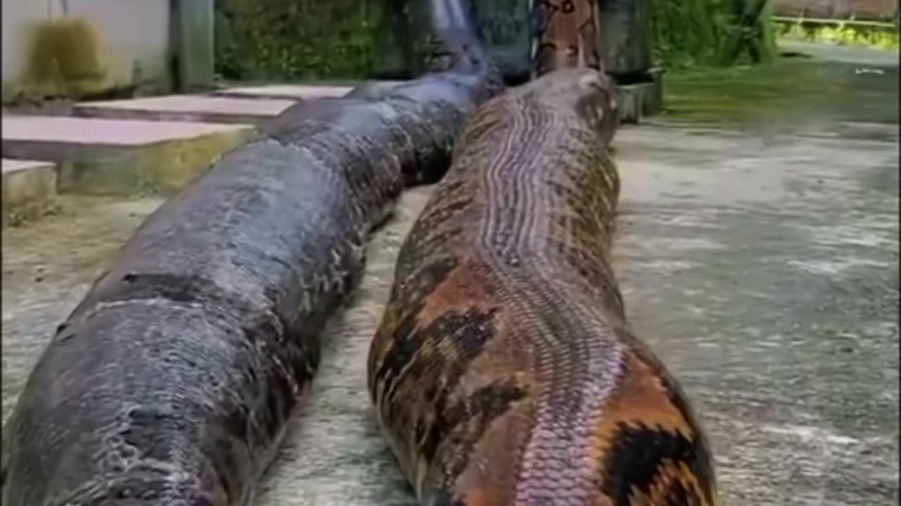 Most expensive snakes in the world