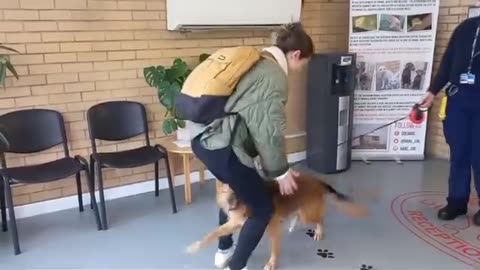 Pet Moving Services with JCS Pet Travel
