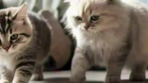 Meow you see me, meow you don't