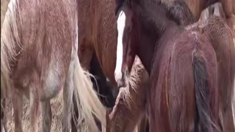 horse