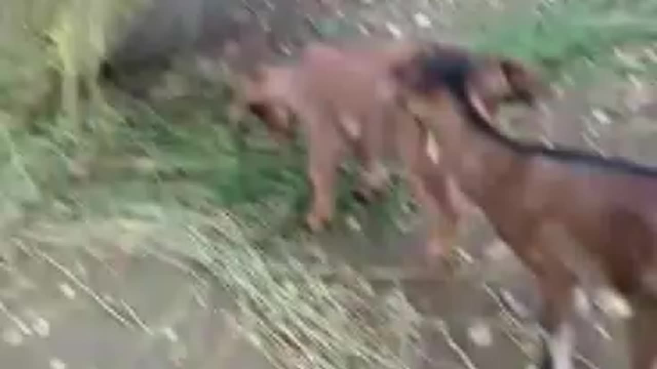 The Playful Herd