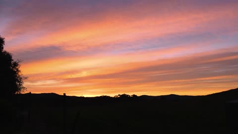 Spring Madness; Broody Hens, Radishes and The Cutest Chicks - An Ordinary Day On A Tassie Homestead.