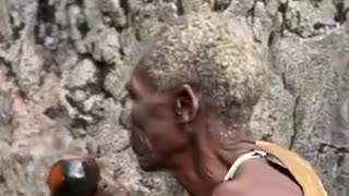 Shocking: Hadzabe hunters find water inside a Big tree/Baobab curve #viral #hadz