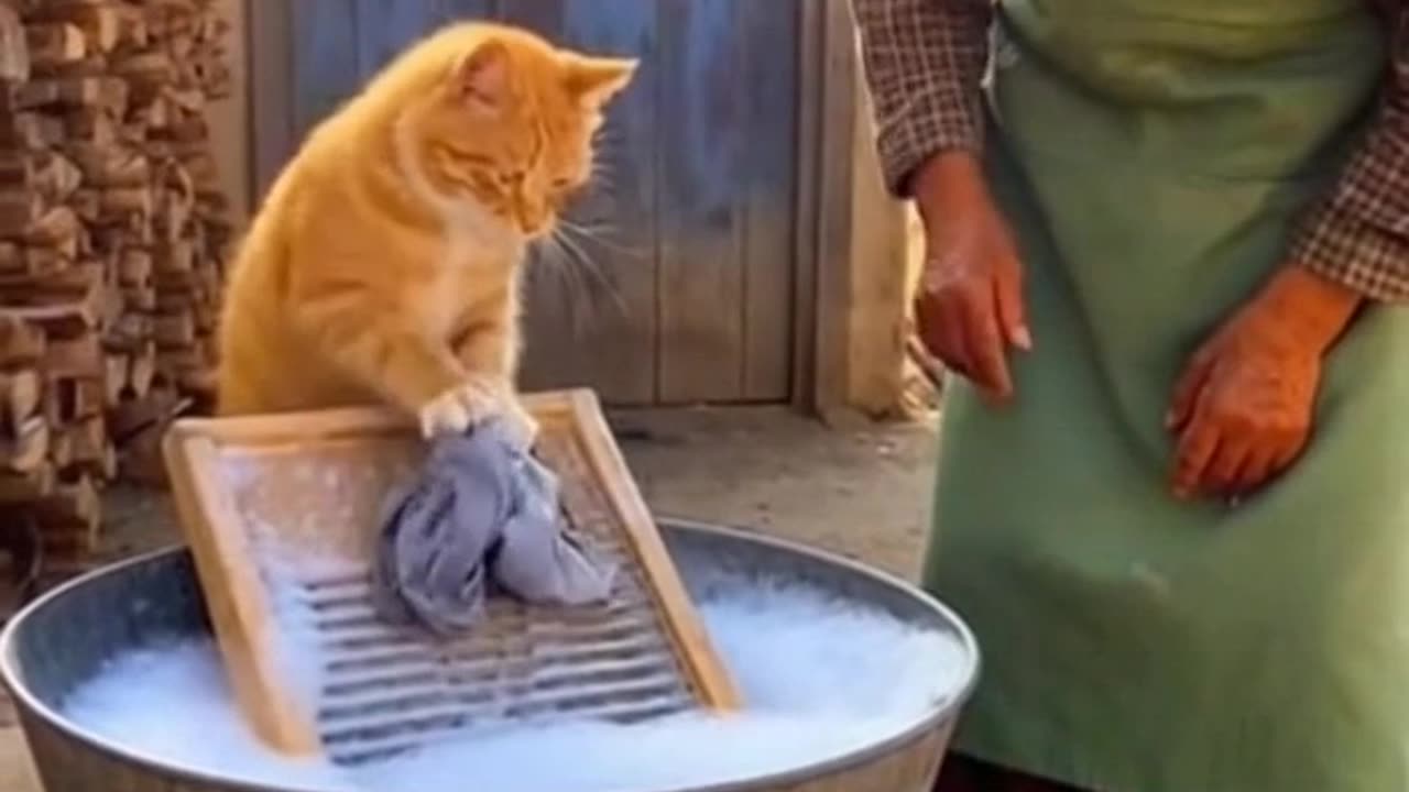 Even the Cat Has a Job in This Village 🐱🧺