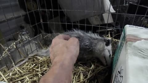 Awsom Opossum 2