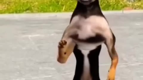 Funny animals