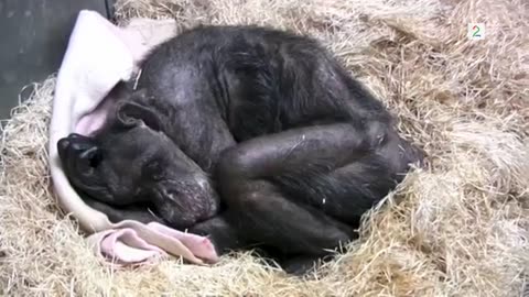Mommy (59) has settled down to die - but all turns when an old friend pops up