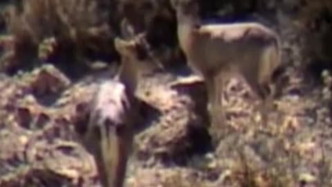 deer