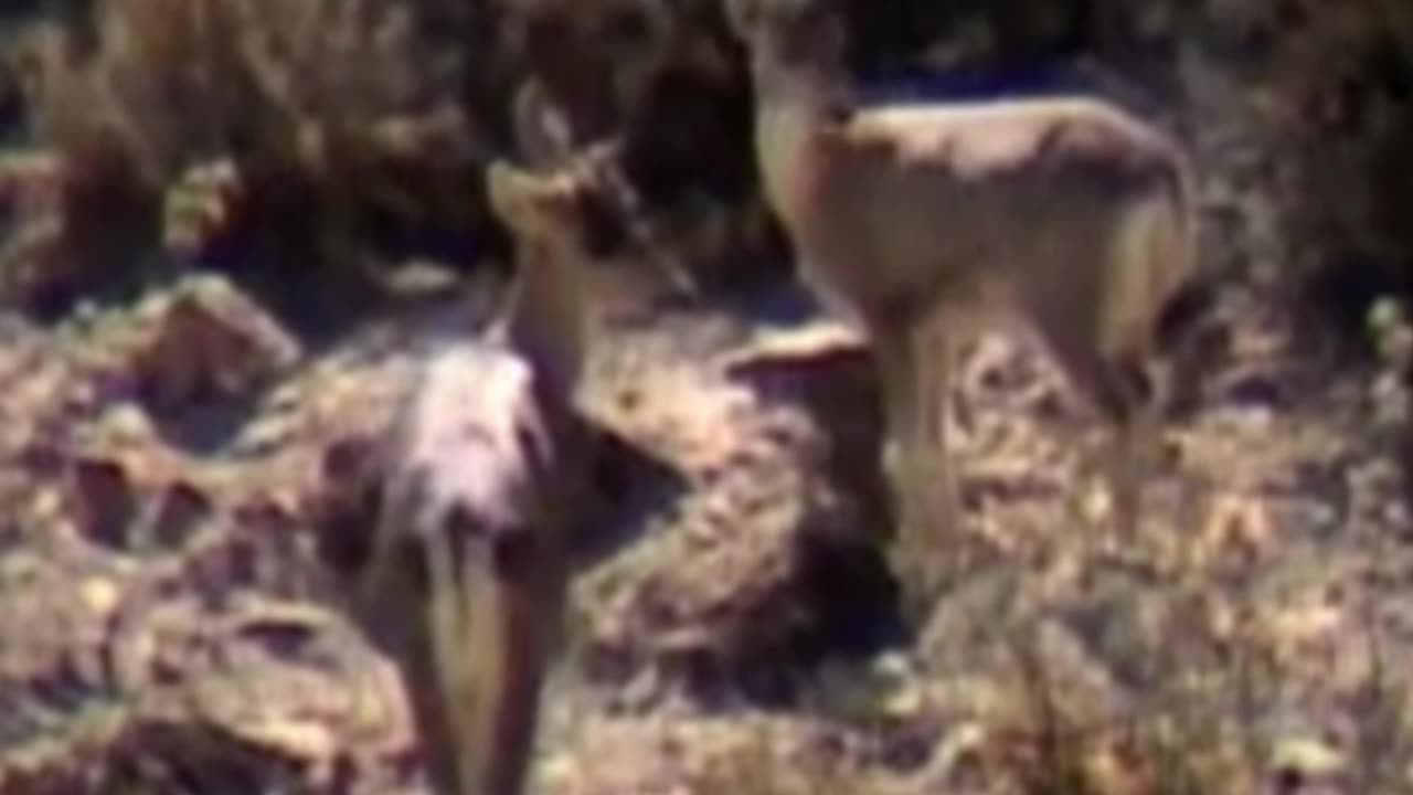deer