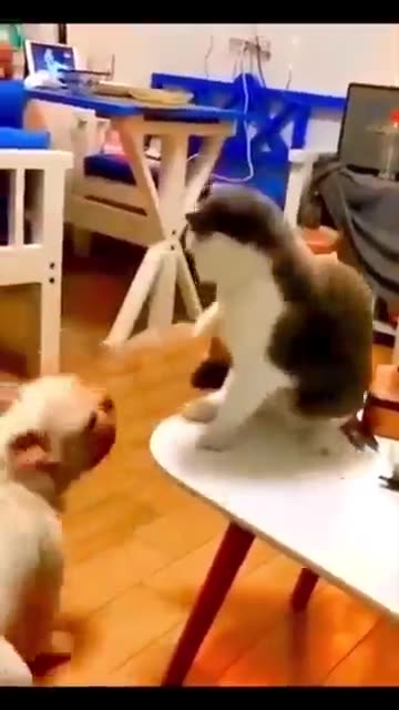 videos engraçados de animais.mp4