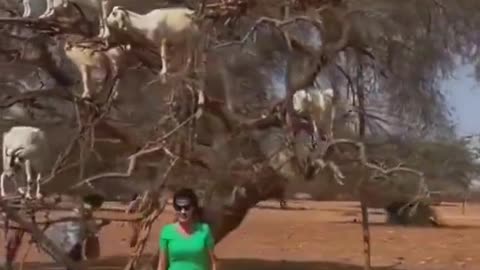 There's a place n Morocco where you can find goats perching on Argania trees' branches.