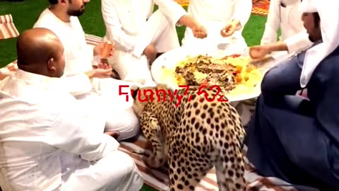 Royal Feasts & a Pet Leopard! #shorts #trending #shortsfeed