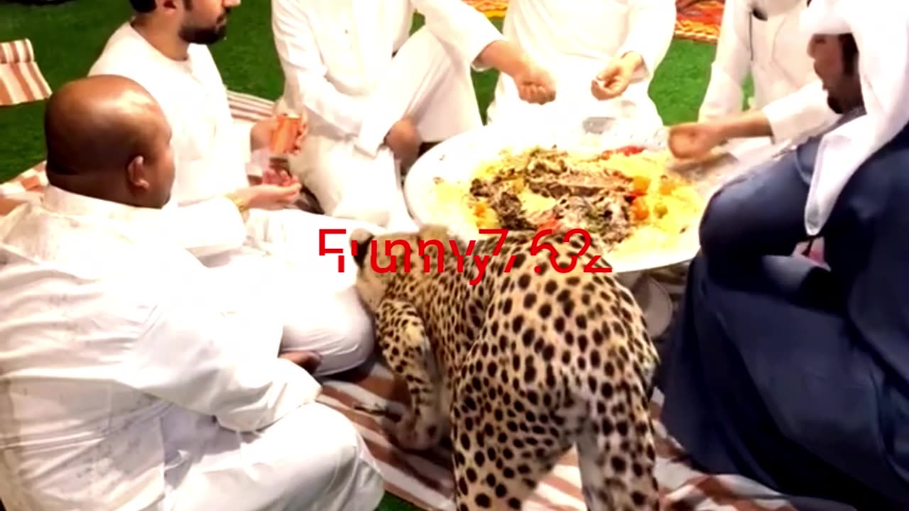 Royal Feasts & a Pet Leopard! #shorts #trending #shortsfeed