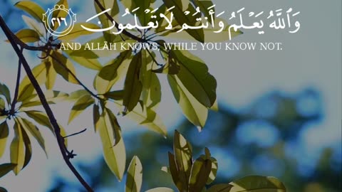 🔥Surah Al Baqarah 2:216💪سورۃ البقرۃ🛐❤️ #love #quran #trending #shorts #viral #youtubeshorts #foryou