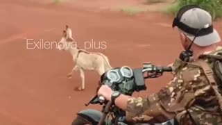 Russian Soldiers in the Central African Republic Struggling to Keep Up with Speeding Donkey