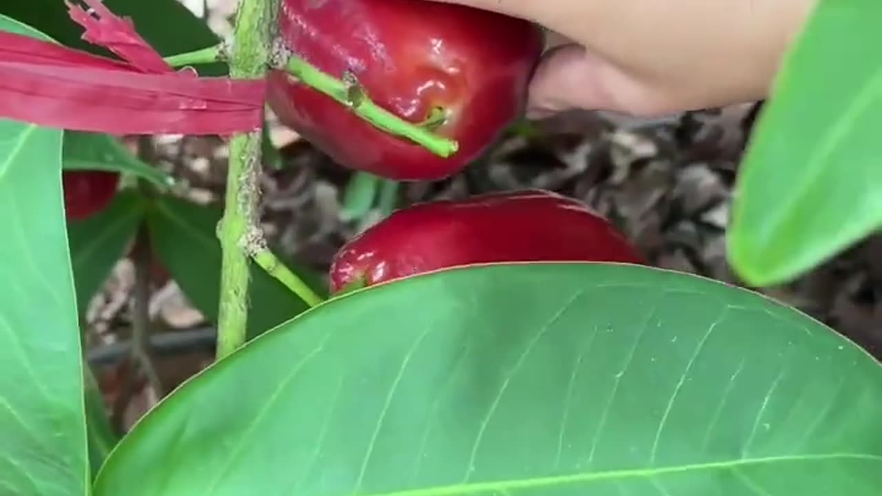 harvest water guava