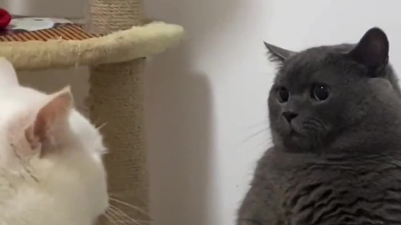 Heavy fighter cats 😂