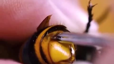 Removing a parasite from the wasp's abdomen.