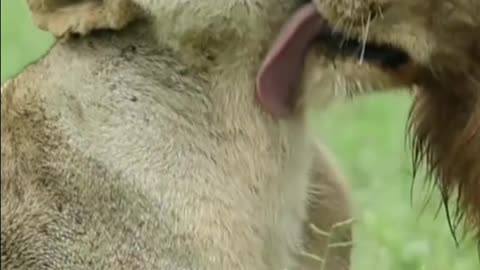Loving moment of lion #viral#trending#viral video#trending video