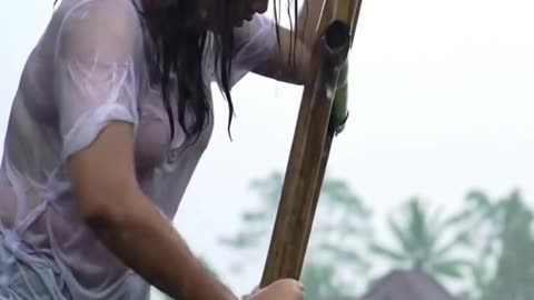 picking mangoes amidst heavy rain