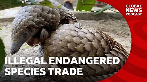 Why are endangered species being sold on Facebook? | Global News Podcast