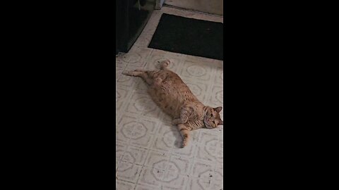 Cute Cat Rolls Around