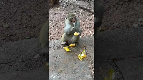 Funny monkey