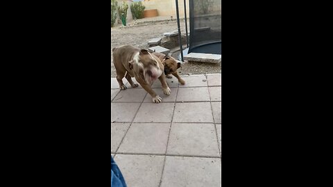 Bulldogge sparring light