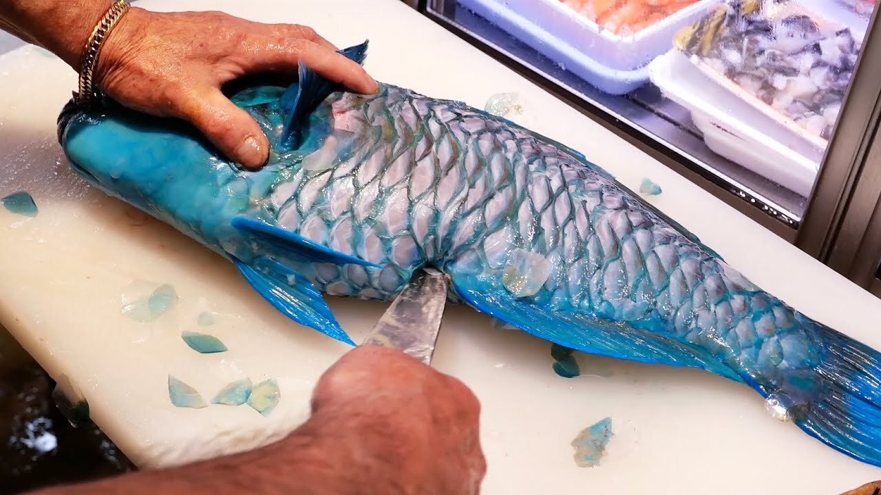 GIANT BLUE PARROTFISH Okinawa Seafood Japan