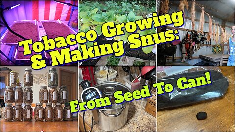 Tobacco Growing & Making Snus: From Seed To Can!