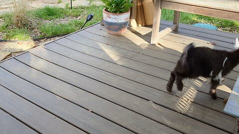 Mocha and Latte playing