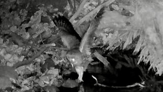 Owl Swallowing a Fish