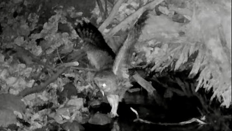 Owl Swallowing a Fish