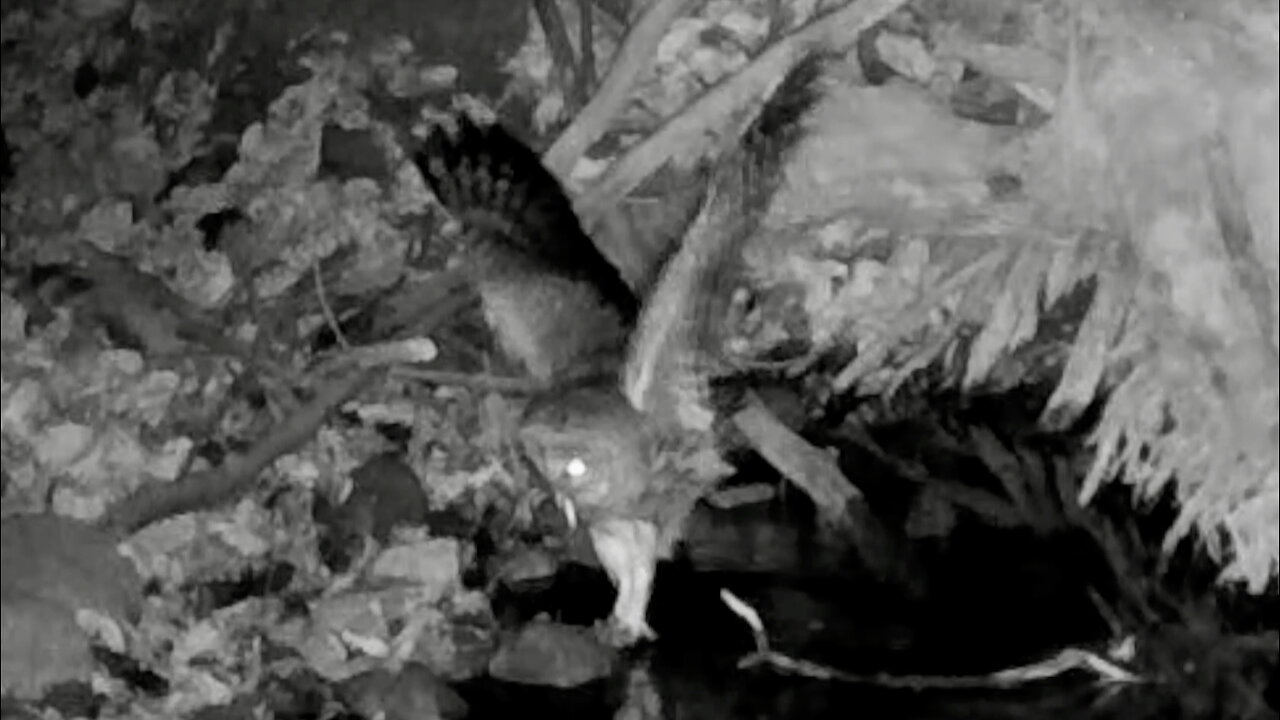Owl Swallowing a Fish