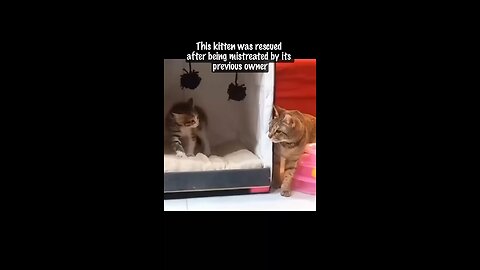 Kitten Learns to Trust Again Thanks to a Loving Foster Cat Mom