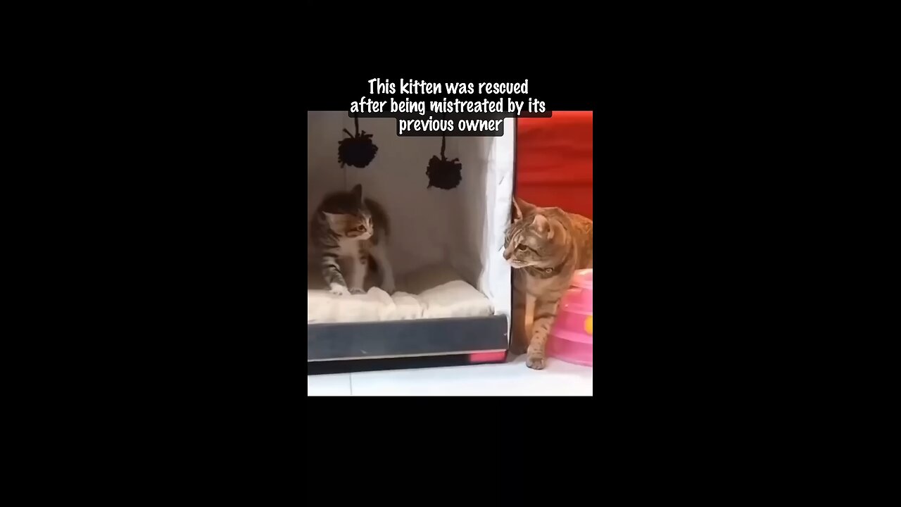Kitten Learns to Trust Again Thanks to a Loving Foster Cat Mom