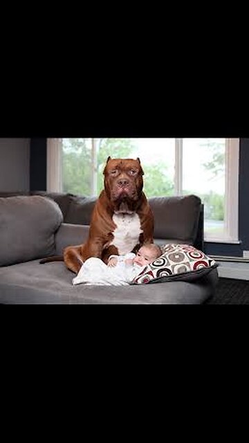 🐶👶 "Dogs – The Best Bodyguards & Friends for Children ❤️🐾"