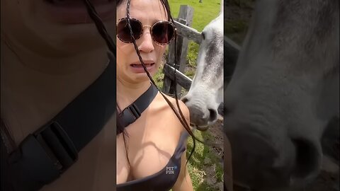 funny animals compilation #funnyanimals #animals #pets #shorts