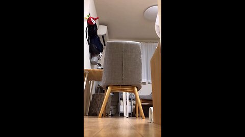 funny cat 🐈 video