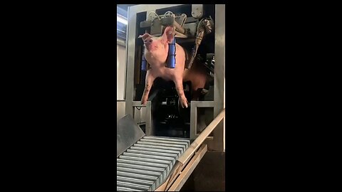 The secrets of automated pig farms revealed! Highly efficient breeding shocks the audience