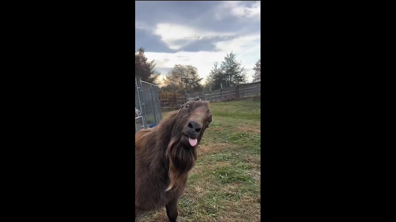 Comedy sound 🤣