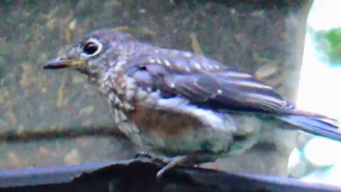 Baby Bluebird
