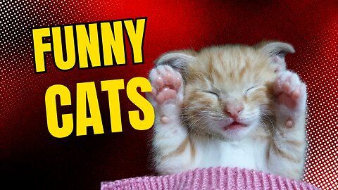 Funny Cat Videos