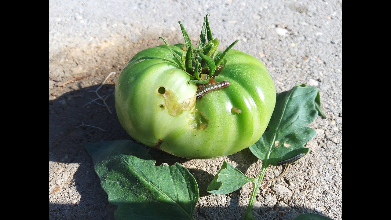 Spraying For Tomato Worms 6/25/25
