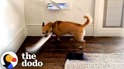 Chihuahua Is At War With The Mail | The Dodo