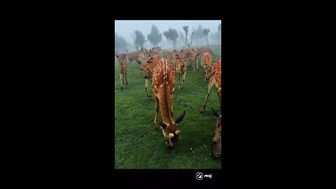 DEERPARK