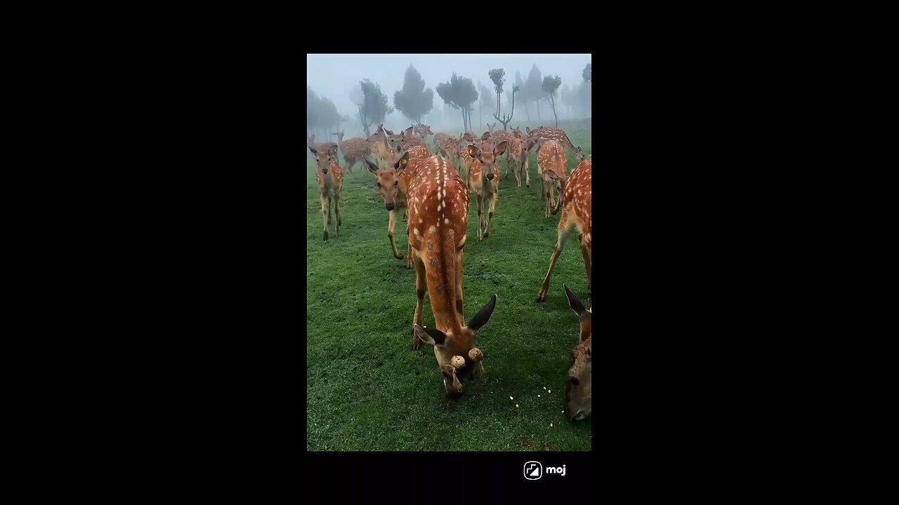 DEERPARK