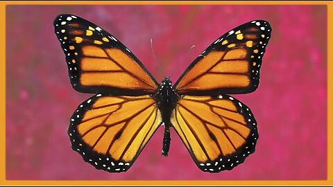 TRAUMA BASED MIND CONTROL - GREG REESE 🦋